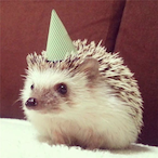 aFu.Shuai's Avatar'