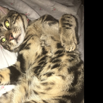 pizzafrita1euro's Avatar'