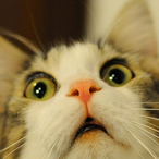 Koccccccccccie's Avatar'