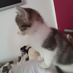 Blutelfchen's Avatar'