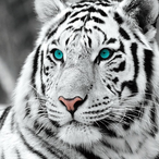GER.White.Tiger's Avatar'