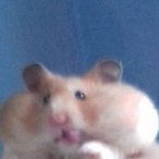 shlooprat's Avatar'