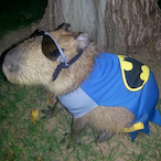 topgkox's Avatar'