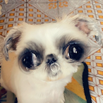 ModestPickle's Avatar'
