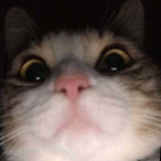 MAIKUROFON_'s Avatar'