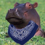 HiPpOCriP420's Avatar'