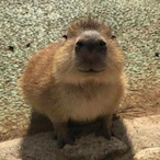 Faultiericusnes's Avatar'