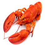 Lobster_Squid's Avatar'