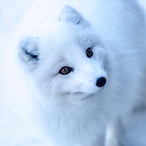 SnoFox-2's Avatar'