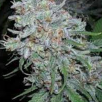 dani.420_'s Avatar'