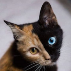 Cateater.rfg's Avatar'