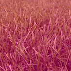 Hurple.VC's Avatar'