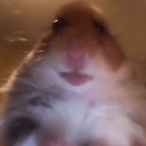 chongchong--'s Avatar'