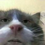 StinkyR4t's Avatar'
