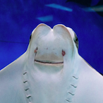 Snakez14BB's Avatar'