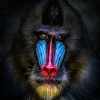 Mandrill.'s Avatar'