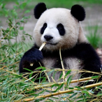 Hougard.GRC's Avatar'