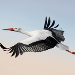 storch.'s Avatar'