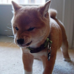 Turtlefan41's Avatar'