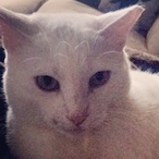 Chasing.Cats's Avatar'