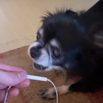 bonglord77's Avatar'