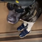 DoggyDDouglass's Avatar'
