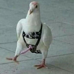 hi.im.boris's Avatar'