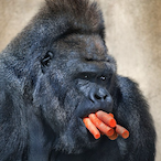 gorillaboy.joe's Avatar'