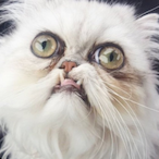 YunnieBear's Avatar'
