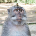 arpairlines's Avatar'