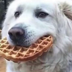Didispryzen's Avatar'