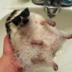 HedgeHog_oFFatE's Avatar'