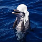 DolphinWitDurag's Avatar'