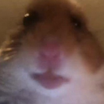 tabarnakcaliss's Avatar'