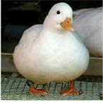 BubbaSheisty's Avatar'