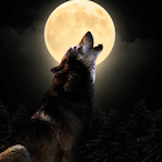 Stockdale50's Avatar