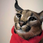 joethefrog22's Avatar'