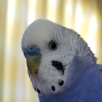 kinggorira1027's Avatar'