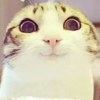 ElliottJIA's Avatar'