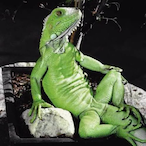 LilTrasherX's Avatar'