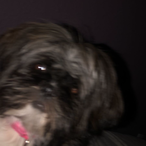 axelelmasnoob's Avatar'