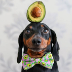 SmallSausageDog's Avatar'
