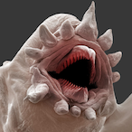 JermWorm899's Avatar'