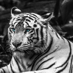 WHITE_TlGER's Avatar'