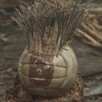 Hairy_Wilson's Avatar'