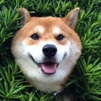 MiDodge's Avatar'