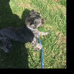 MustyHamsterda3's Avatar'