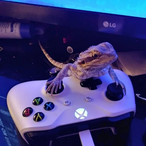 IkaLGaming3880's Avatar'