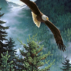 NLX Eagle's Avatar'