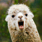 LlamaWithDrama's Avatar'